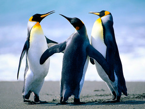 Three penguins playing